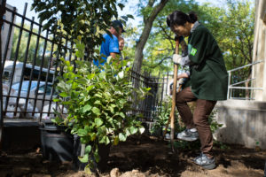 Photo of an urban gardener planting a tree